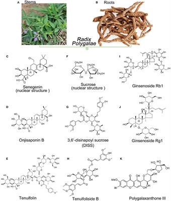 Protective Effects and Mechanism of Radix Polygalae Against Neurological Diseases as Well as Effective Substance